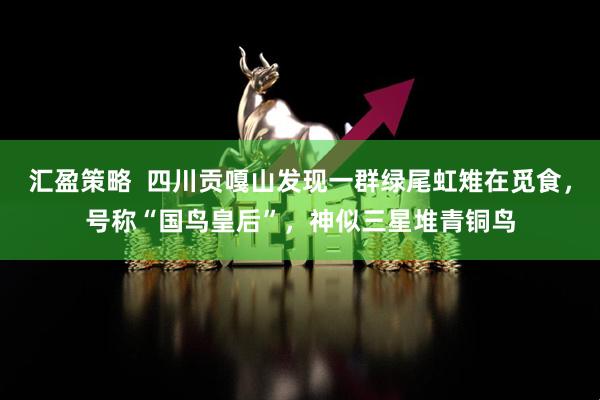 汇盈策略  四川贡嘎山发现一群绿尾虹雉在觅食，号称“国鸟皇后”，神似三星堆青铜鸟